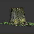 Tree Stump Surrounded By Green Moss Small Plants And Natural Ground Elements