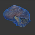Shiny Reddish Brown Shell Snail With Yellow Body On Dark Background