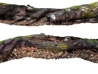 Fallen Tree Trunks With Green Moss And Wood Chips Natural Texture 3d model