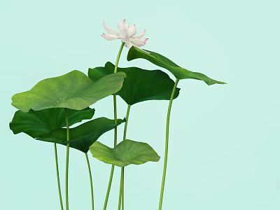 Beautiful Pink Lotus Flower With Fresh Green Leaves On Light Blue Background 3d model