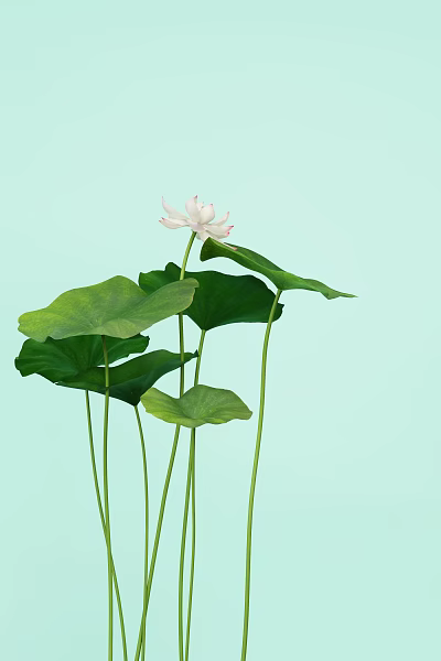 lotus leaf lotus 3d model