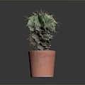 Green Spiky Cactus Plant In Orange Clay Pot On Dark Minimal Background