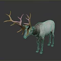 Deer With Large Antlers Grayish White And Brown Body On Gray Background