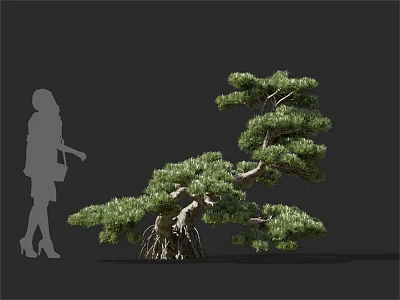 Pine Tree with Twisted Branches Exposed Roots and Lush Foliage with Silhouette of Standing Woman 3d model