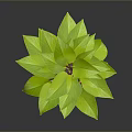 Lush Green Potted Plant With Red Pot On Dark Reflective Surface