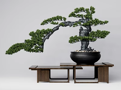 Pine Bonsai Tree With Curved Trunk Lush Foliage In Black Pot On Wooden Bench 3d model