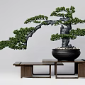 Pine Bonsai Tree With Curved Trunk Lush Foliage In Black Pot On Wooden Bench