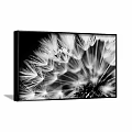Black and White Dandelion Close Up Plant Painting in Framed Artwork