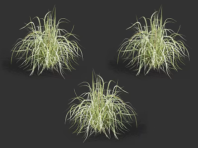 Ornamental Grasses with Green and White Striped Leaves for Garden Landscaping Decoration 3d model