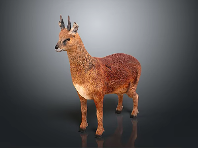 Realistic Small Deer with Brown Fur and Antlers Standing on Dark Background 3d model
