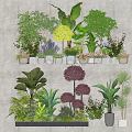 Various Types of Potted Plants with Decorative Ceramic Pots for Indoor Home Decoration