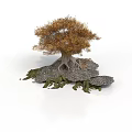 Tree with Yellow Leaves and Exposed Roots Surrounded by Stones and Green Plants