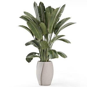 potted plant 3d model