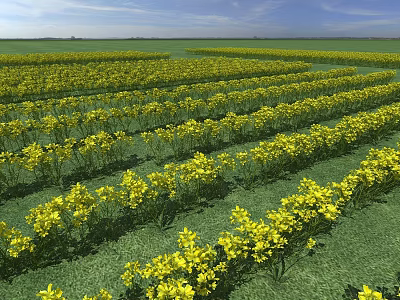 Expansive Lush Field of Vibrant Yellow Flowers in Full Bloom Under Sunlit Blue Sky 3d model