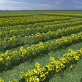 Expansive Lush Field of Vibrant Yellow Flowers in Full Bloom Under Sunlit Blue Sky