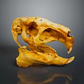 Detailed Animal Skull With Natural Brownish Texture On Dark Reflective Surface