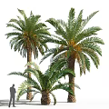 Garden Ornament Featuring Tall Palm Trees In Lush Green Landscape Design