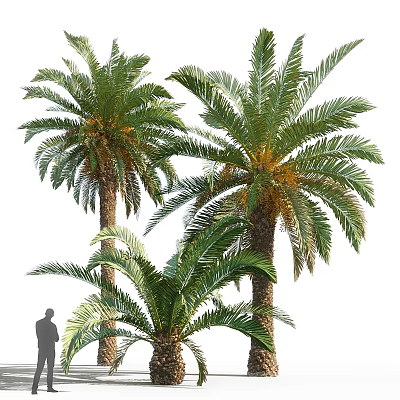 Garden Ornament Featuring Tall Palm Trees In Lush Green Landscape Design 3d model