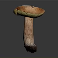 Mushroom Organ Shaped Cap With Hair Like Stem And Green Orange Color