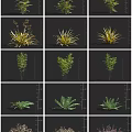 Assorted Garden Fern And Herb Plants Showcasing Diverse Leaf Shapes And Colors