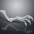 White Animal Paw Bone With Curved Claws On Black Reflective Surface