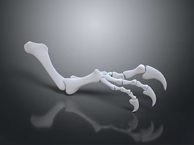 White Animal Paw Bone With Curved Claws On Black Reflective Surface 3d model