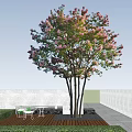 Tall Tree with Pink Blossoms and Multiple Trunks Against Clear Blue Sky