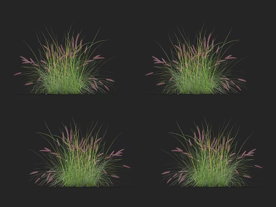 Elegant Green Grass With Pink Spiky Flowers On Black Background 3d model