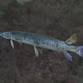 Aquatic Animal Garfish With Long Snout Slender Body And Spotted Skin