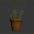 Potted Green Plant With Slender Branches In Terracotta Pot On Gray Background