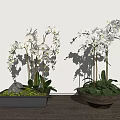 Bonsai Potted Plants With White Orchids Green Leaves Square And Round Pots On Wooden Floor