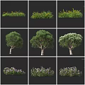 Different Varieties Of Shrubs With Green Foliage And Purple Flowers For Landscaping