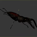Red and Dark Stag Beetle With Large Mandibles On Gray Background Close Up View