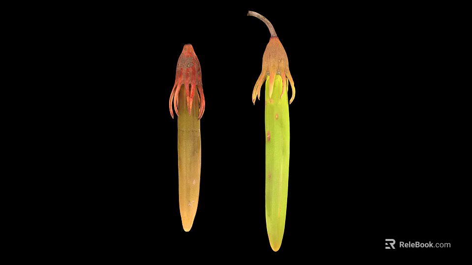 Plant Seeds With Elongated Shape Red Brown Yellow Green Fibrous Top Tips 3d model 