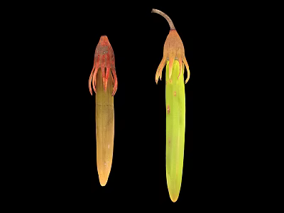 Plant Seeds With Elongated Shape Red Brown Yellow Green Fibrous Top Tips 3d model
