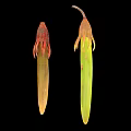 Plant Seeds With Elongated Shape Red Brown Yellow Green Fibrous Top Tips
