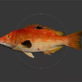 Vibrant Red Aquatic Fish With Yellow Orange Scales And Dark Background Reflection