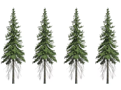 Four Evergreen Arbor Trees With Lush Green Foliage And Straight Trunks 3d model