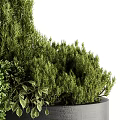 Indoor Decorative Bonsai Potted Plants With Lush Green Foliage And Gray Pot