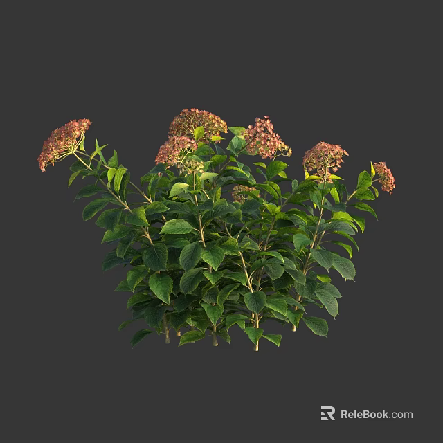 Lush Hydrangea Plants With Green Leaves And Pinkish Flowers Against Dark Background 3d model 