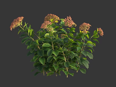 Lush Hydrangea Plants With Green Leaves And Pinkish Flowers Against Dark Background 3d model