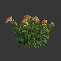 Lush Hydrangea Plants With Green Leaves And Pinkish Flowers Against Dark Background