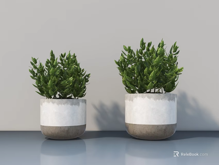 Bonsai Potted Plants With Green Foliage In White And Gray Planters Placed On Gray Surface 3d model 