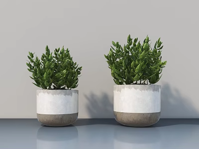 Bonsai Potted Plants With Green Foliage In White And Gray Planters Placed On Gray Surface 3d model
