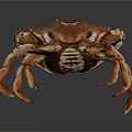 Orange and brown crab with purple claws isolated on dark background with reflection