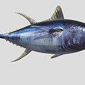 Yellowfin Tuna 3d model