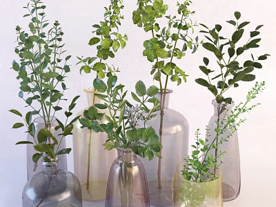 Decorative Glass Vases With Green Plants And Fresh Foliage For Home Decor 3d model