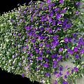 Climbing Vines With White And Purple Flowers On Green Leafy Wall
