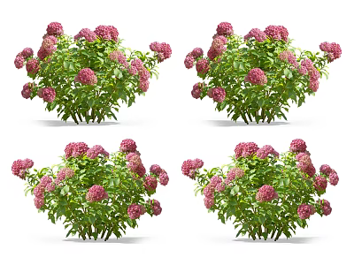 Multiple Vibrant Pink Flower Clusters with Lush Green Leaves in Garden 3d model