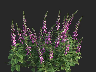 Vibrant Purple Flowers With Green Leaves Blooming In Lush Dense Clusters 3d model